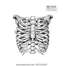 The rib cage consists of 24 ribs, 12 on either side, and it shields the organs of the chest, including the heart and the lungs, from damage. Shutterstock Puzzlepix