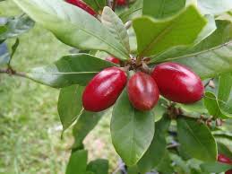 Red mulberries look like large elongated blackberries, about 1.3 inches long. Synsepalum Dulcificum Wikipedia