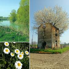 Sissa Trecasali Pr Loc Gramignazzo Alle Case Vecchie Il Meandro Del Fiume Taro Margherite E La Casa Di Bruno Pavesi Sis Instagram Instagram Posts Parma