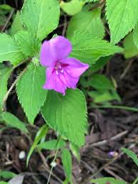 Image result for Impatiens sylvicola