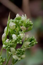 Image result for Polystachya