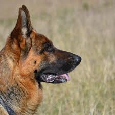 Common Diseases Of German Shepherds