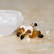 Salah satu cara sederhana untuk melunturkan noda minyak yang melekat pada pakaian adalah dengan merendam pakaian tersebut di dalam air panas. 6 Cara Mencegah Kehadiran Semut Di Dapur Halaman All Kompas Com