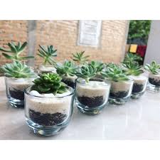 Dia menempatkan tanaman di dalam wadah yang terbuat dari kaca. Mini Terrarium Sukulen Dan Kaktus Souvenir Tanaman Kado Unik Souvenir Unik Shopee Indonesia