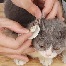 Sicak Kedi Kulak Temizleyici 100 Pcs Mendil Icin Kopekler Pet Dur Kasinti Nazik Temizleme Tutmak Icin Hijyen Kediler Sale Ww21 Bolumdukkan Co
