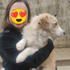 🎉LO HEMOS LOGRADO 🥰 Un final feliz para Pipa, ex Linda 🥰🥰🥰 para que  vean lo que hace realmente el amor y la rehabilitación de un animalito  extraido desde las calles, darles