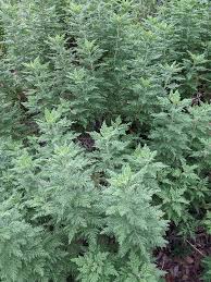 Image result for Artemisia afra