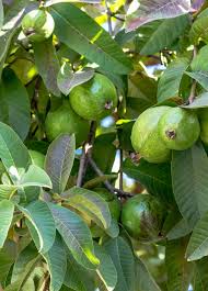 Image result for Psidium guajava
