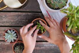 Find out five methods on how to propagate succulents from cuttings and leaves to grow succulents from the plants you already. How To Plant Succulent Cuttings