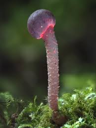 Image result for Smithia elliotii