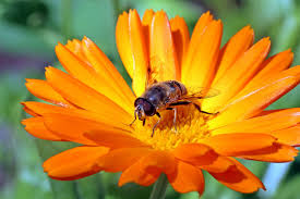 Bees are essential in any garden environment because as they pollinate your plants, it creates the rich harvest of fruits, seeds, flowers, and veggies that we all work for. Give Bees Some Love By Growing These Plants In Your Garden Loop Jamaica
