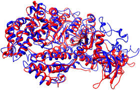Ijms | Free Full-Text | Myosin Assembly, Maintenance And Degradation In  Muscle: Role Of The Chaperone Unc-45 In Myosin Thick Filament Dynamics