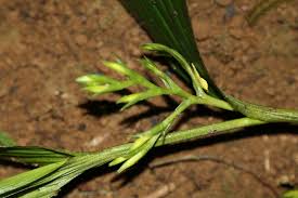 Image result for Corymborkis corymbis