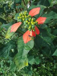 Image result for Euphorbia mossambicensis