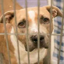 Available Pets At Maricopa County Animal Care Control West Animal Shelter In Phoenix Arizona Animal Shelter Animals Dog Pounds