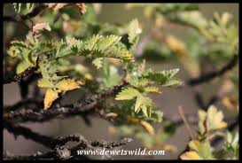 Image result for Leucosidea sericea