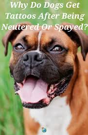 Read more about frequently asked questions for spay/ neuter surgery. Why Do Dogs Get Tattoos After Being Neutered Or Spayed