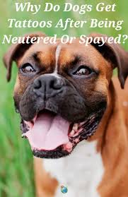 Getting dogs neutered or spayed is a routine part of pet ownership. Why Do Dogs Get Tattoos After Being Neutered Or Spayed