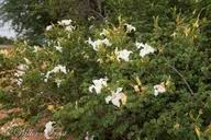 Image result for Bauhinia macrantha
