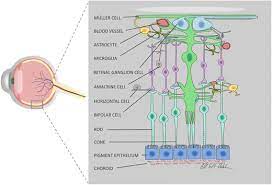 Each cell is a small. A Perspective On The Muller Cell Neuron Metabolic Partnership In The Inner Retina Springerlink