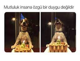 mizah komik ilginc mood yeni begeni resim replik populer kesfet ucretsiz ask bilgi caps komik komik kopek resimleri komik hayvanlar
