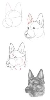 how to draw a german shepherd dog germanshepherd gsd dogdrawings animaldrawings funnypuppydrawings hund zeichnen tiere zeichnen schaferhunde
