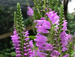 Image result for Physostigma mesoponticum