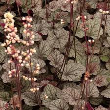 Image result for Heuchera `Swirling Fantasy`