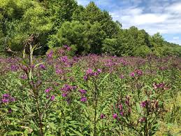 Image result for Vernonia purpurea