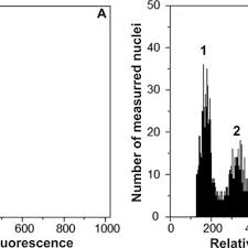 Image result for Stemodiopsis glandulosa