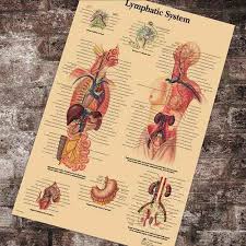 Medical Anatomy Anatomical Chart Lymphatic System Chart