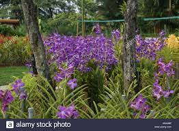 Bentuk dan warnanya sangat cantik. Vanda Orchideen Orchidee Park Taman Orkid Kuala Lumpur Malaysia Stockfotografie Alamy