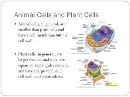 Maybe you would like to learn more about one of these? Chapter 7 A View Of The Cell What Is A Cell Cells Are The Basic Units Of Living Things Plants Animals People And Bacteria Are Made Of Cells The Ppt Download