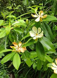 Image result for Mechowia grandiflora