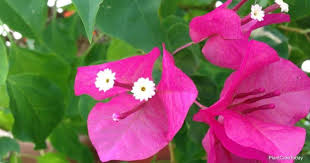 During the growing season you will apply every 8. Bougainvillea Soil What Is The Best Soil For Bougainvilleas