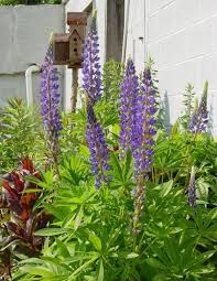 Image result for Lupinus