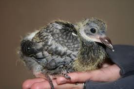 Why Do You Never See Baby Pigeons Why Dowhy Do
