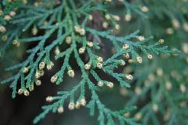 Image result for Cupressus funebris