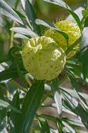 Image result for Gomphocarpus kaessneri