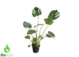 Image result for Monstera