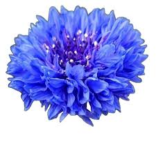 Image result for Leucas princei