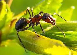 Organic pest control is vital because pharaoh ants are capable of carrying pathogens such as salmonella, staphylococcus and streptococcus. Pest Control Land O Lakes Pest Control Pasco 727 275 1335
