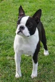 Puppy will go home with vet record and puppy kit. French Bulldog And Boston Terrier Janedogs