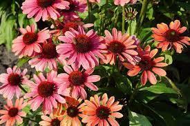 Echinacea Pink Pearl Ab Cultivars Echinacea Perennial Bulbs Plants