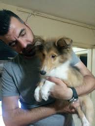 Satilik Yavru Kopekler Pet Station Satilik Lassie Yavrulari Rough Collie 0543 659 72 02