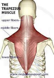 The Trapezius Muscle Chart Massage Therapy Yoga Anatomy Muscle Anatomy