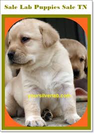1:45 rod mcneal 19 243 просмотра. Silver Lab Puppies For Sale In Tn Best Labrador Breeders 2021