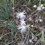 Image result for Pseudopodospermum hispanicum