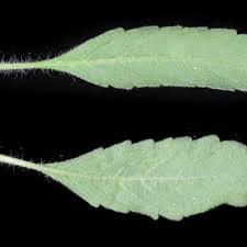 Image result for Endostemon tereticaulis