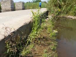 Image result for Nidorella auriculata